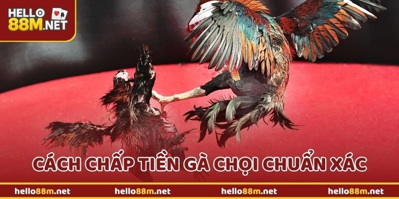 Cách Chấp Tiền Gà Chọi Chuẩn Xác – Bí Quyết Ít Người Biết