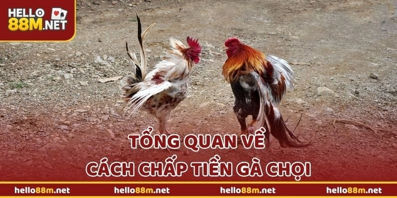 Tổng quan về cách chấp tiền gà chọi tại Hello88